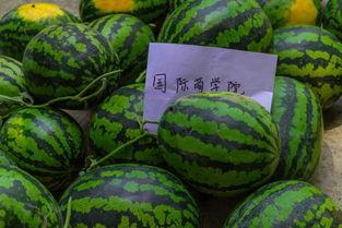 吃瓜学校100集免费看,百集校园风云,免费畅享青春记忆 第2张 吃瓜学校100集免费看,百集校园风云,免费畅享青春记忆 第2张