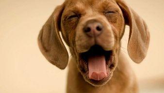 娱乐吃瓜菌小狗,揭秘娱乐圈那些不为人知的幕后故事  第2张